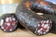 ein angeschnittener Ring Schwäbische Pfefferschwarze