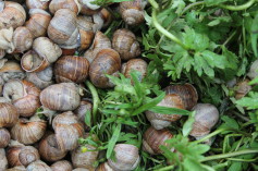 Wir kennen Sie alle, aus dem Weinberg, im Garten auf den Wiesen, die Schnecke mit ihrem Haus.